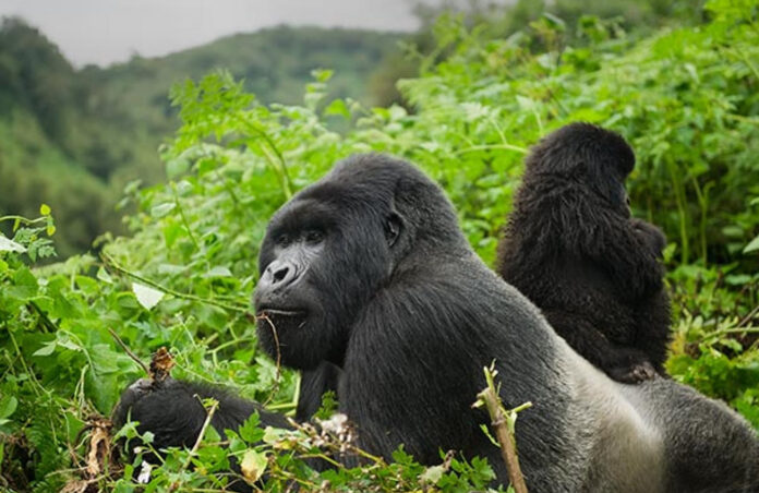 Hirwa Gorilla Family