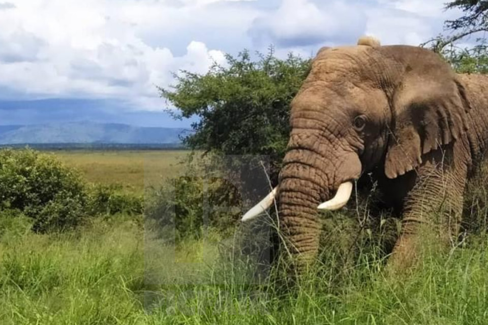 Elephants in Akagera Park